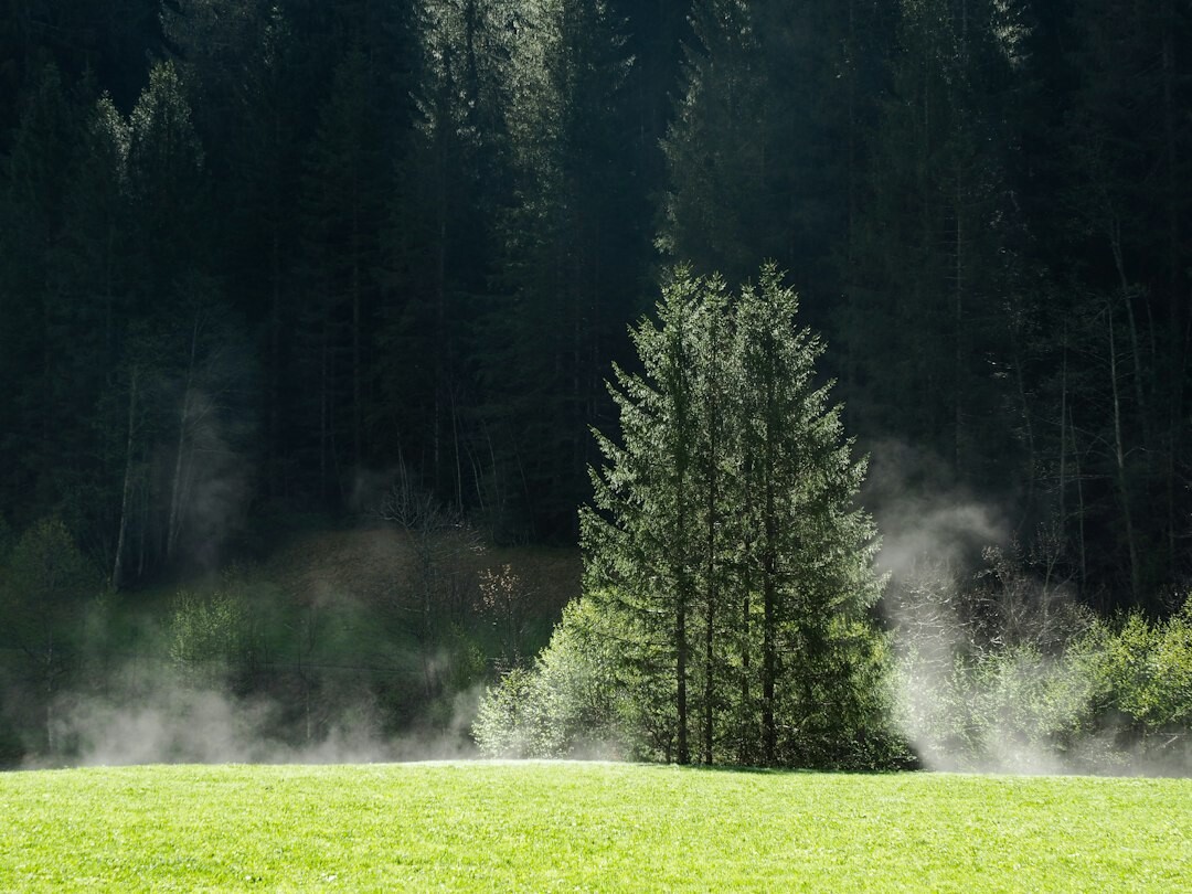 swiss green forest